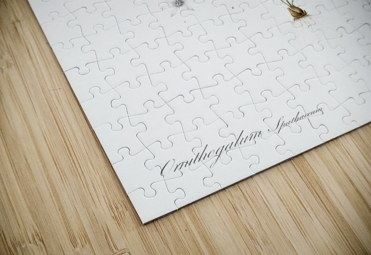 Ornithogalum spathaceum illustration  IStockHistory com Puzzle