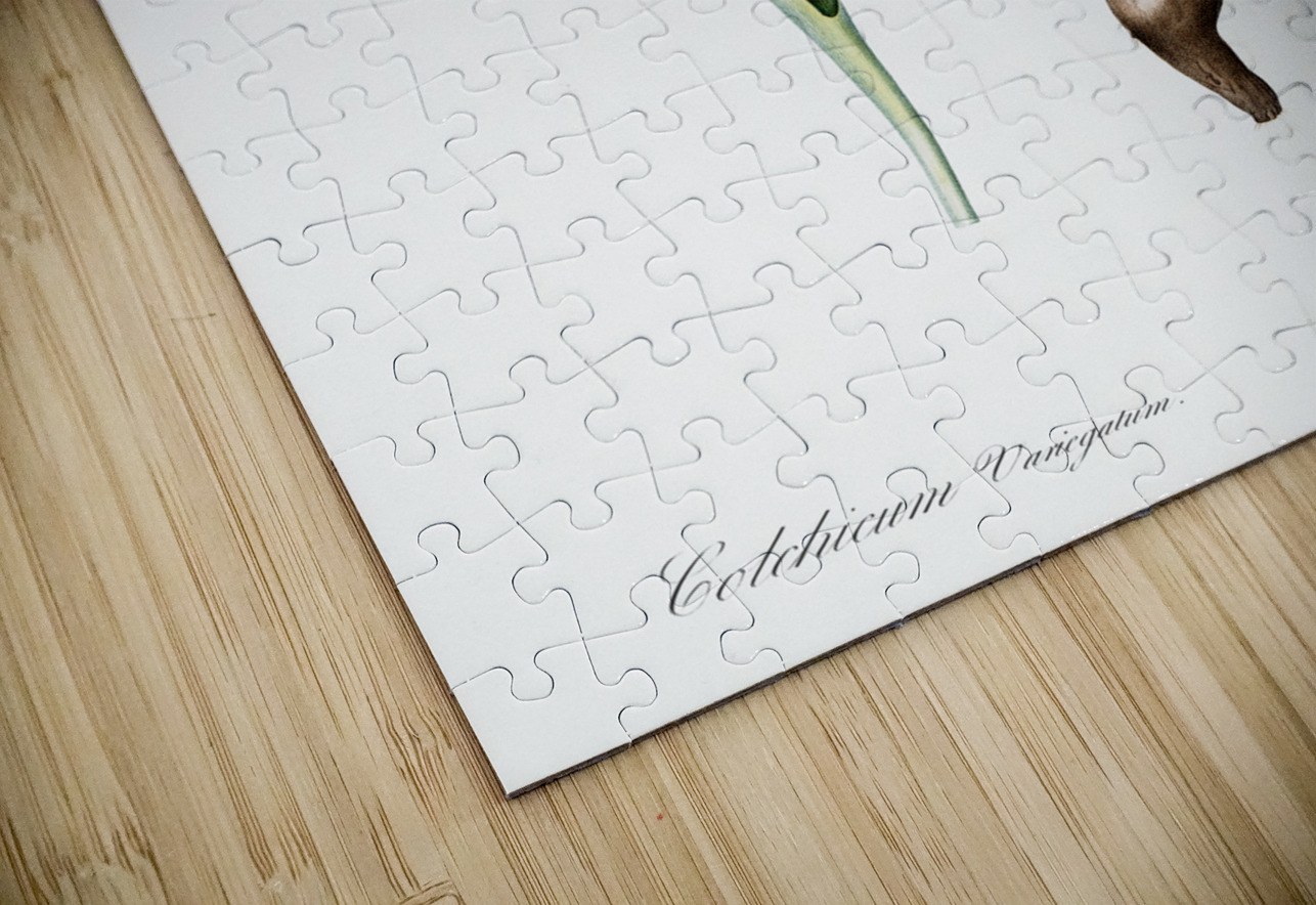 Autumn crocus illustration  IStockHistory com Puzzle