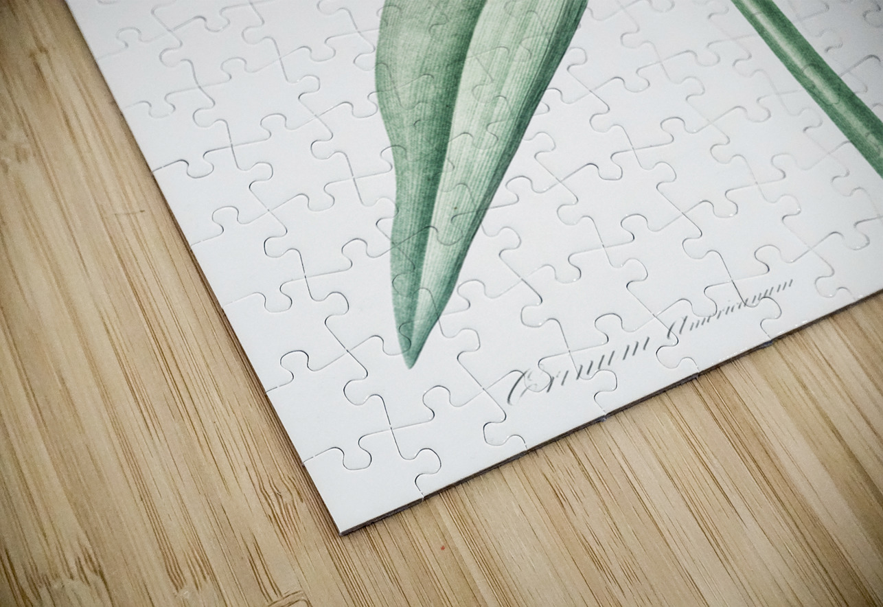 Florida swamp-lily illustration  IStockHistory com Puzzle