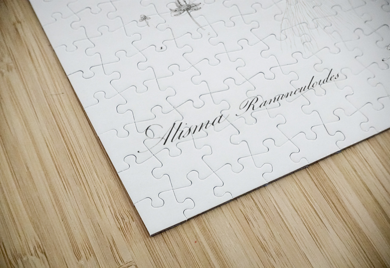 Lesser water-plantain illustration  IStockHistory com Puzzle