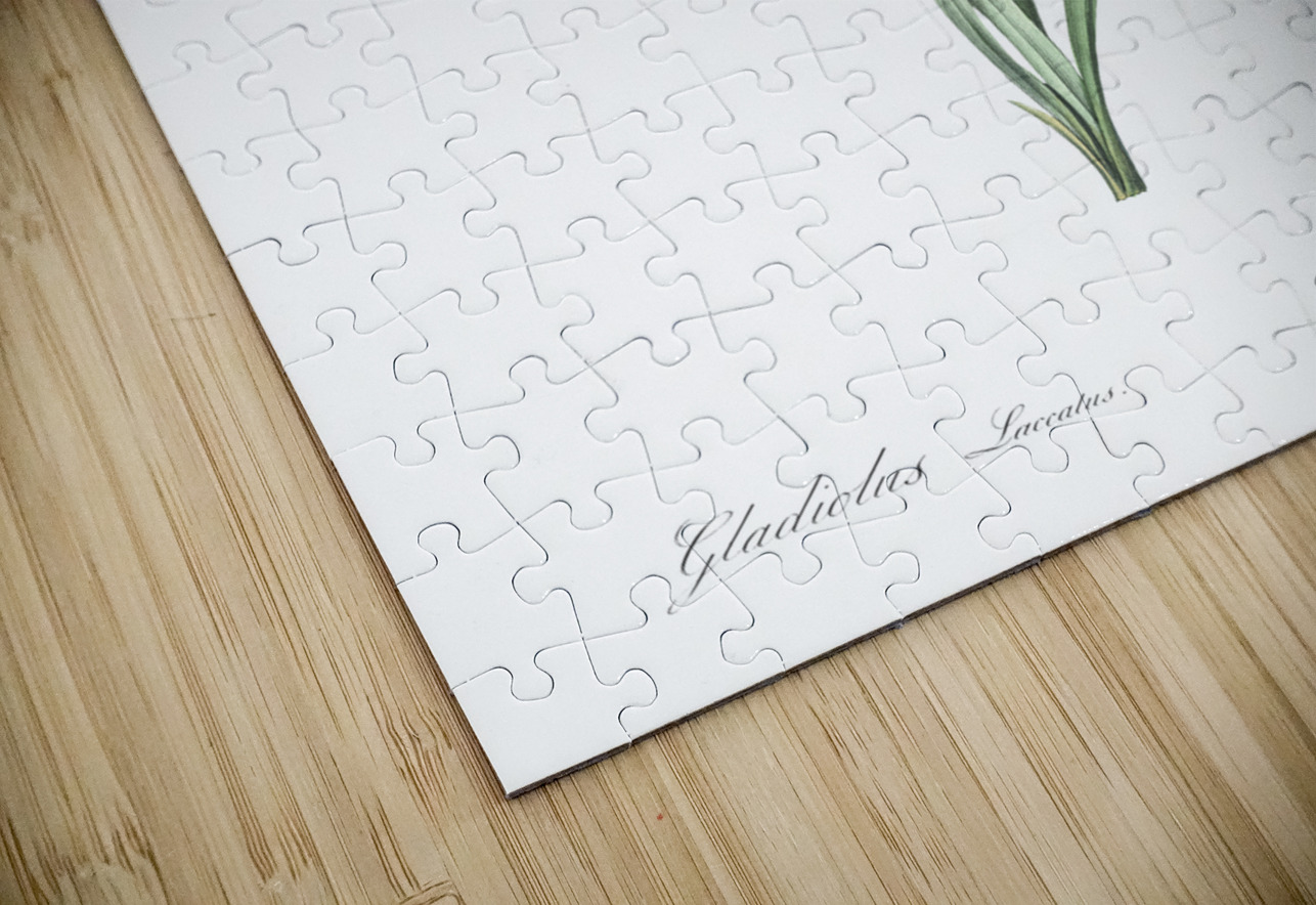 Sword lily illustration  IStockHistory com Puzzle