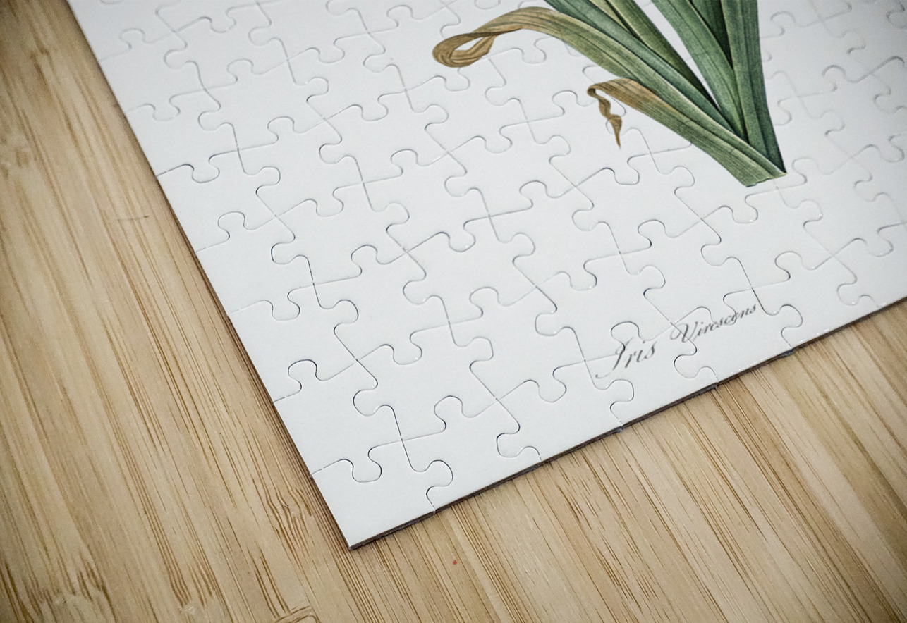 Crimean iris illustration  IStockHistory com Puzzle