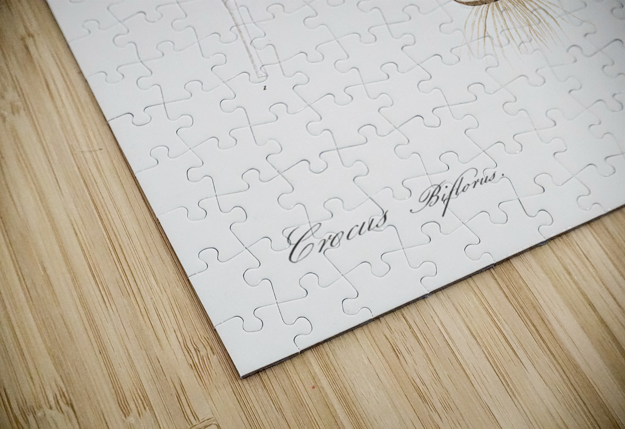 Silvery crocus illustration  IStockHistory com Puzzle