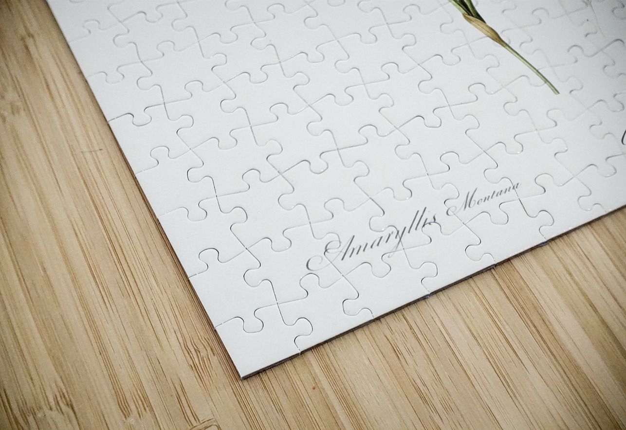 Amaryllis montana illustration  IStockHistory com Puzzle