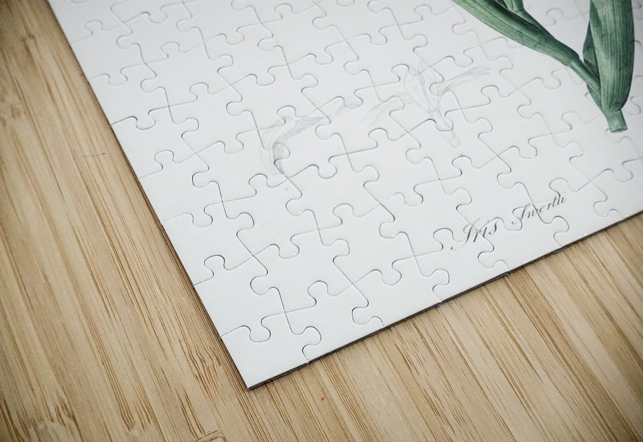 Tall bearded iris illustration  IStockHistory com Puzzle