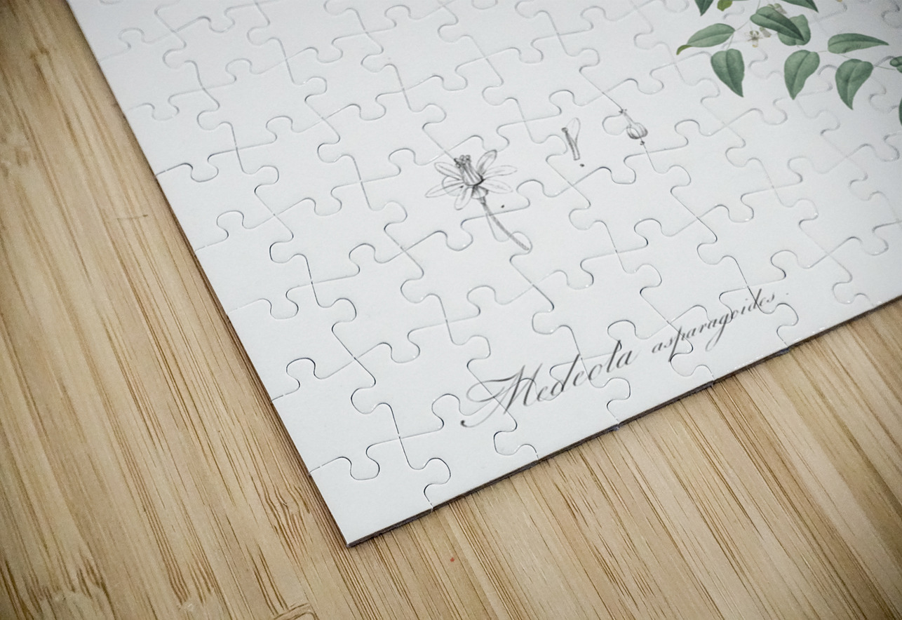 Bridal creeper illustration  IStockHistory com Puzzle