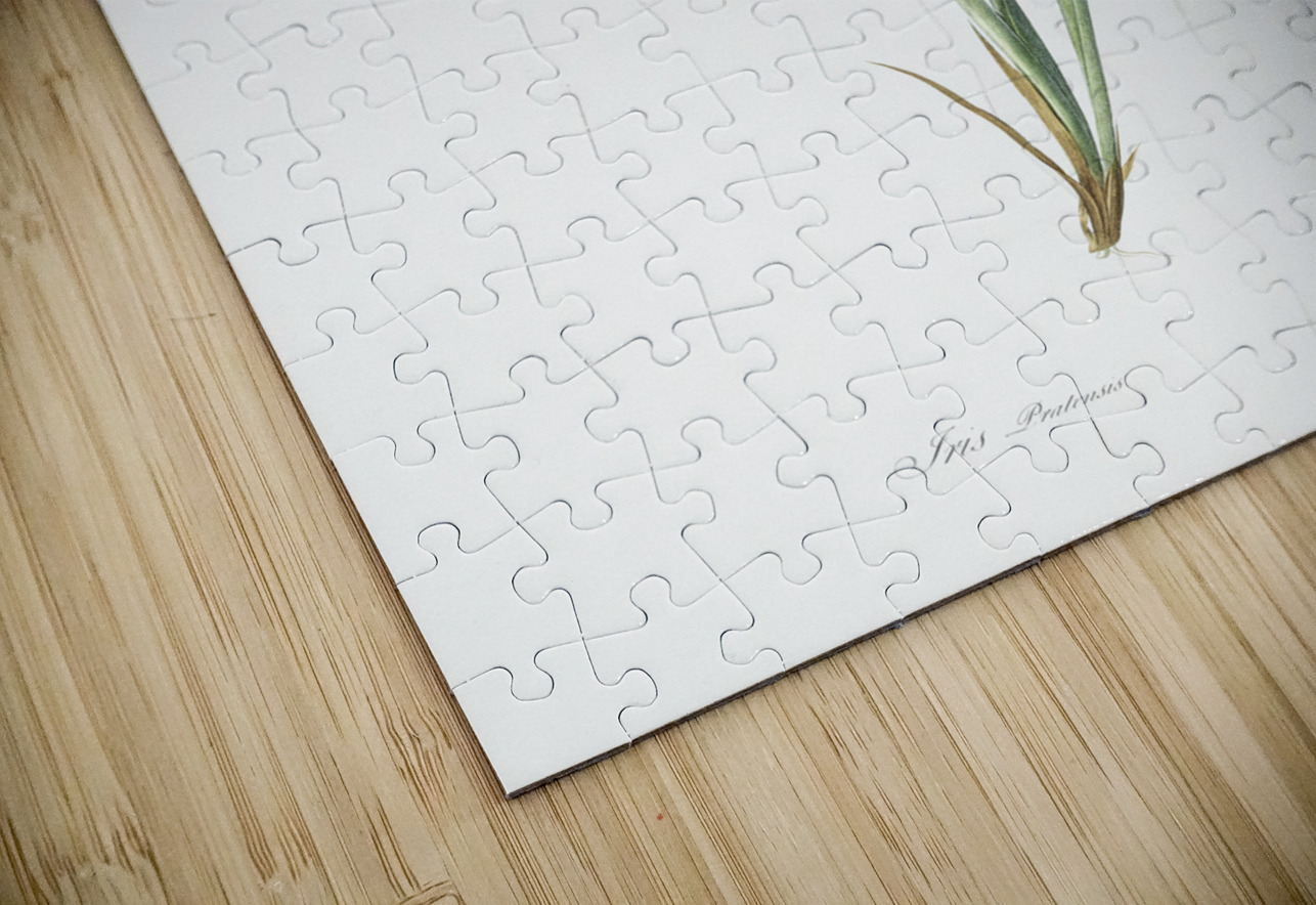 Iris pratensis illustration  IStockHistory com Puzzle