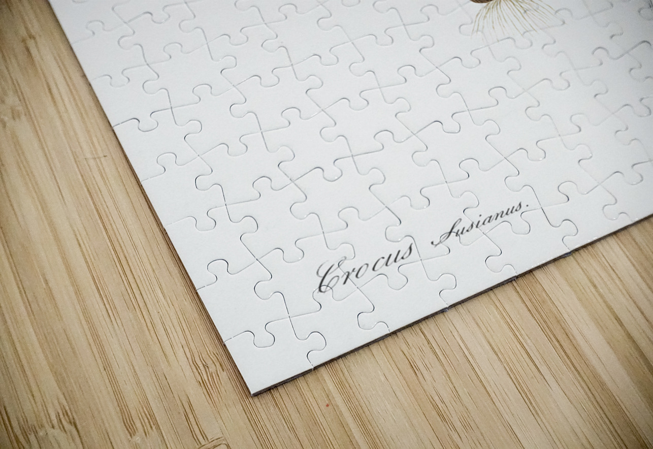 Cloth-of-gold crocus illustration  IStockHistory com Puzzle