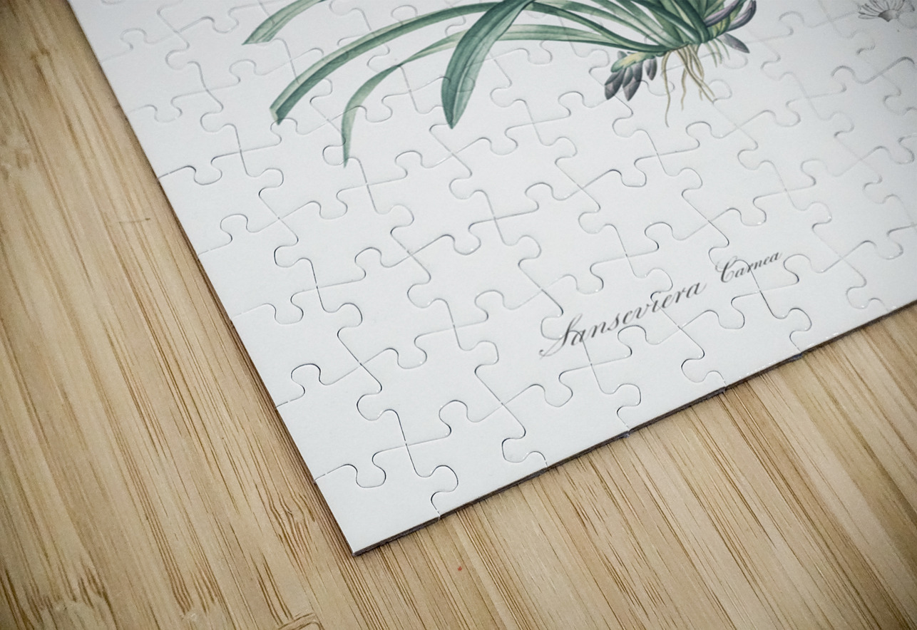 Sansevieria carnea illustration  IStockHistory com Puzzle