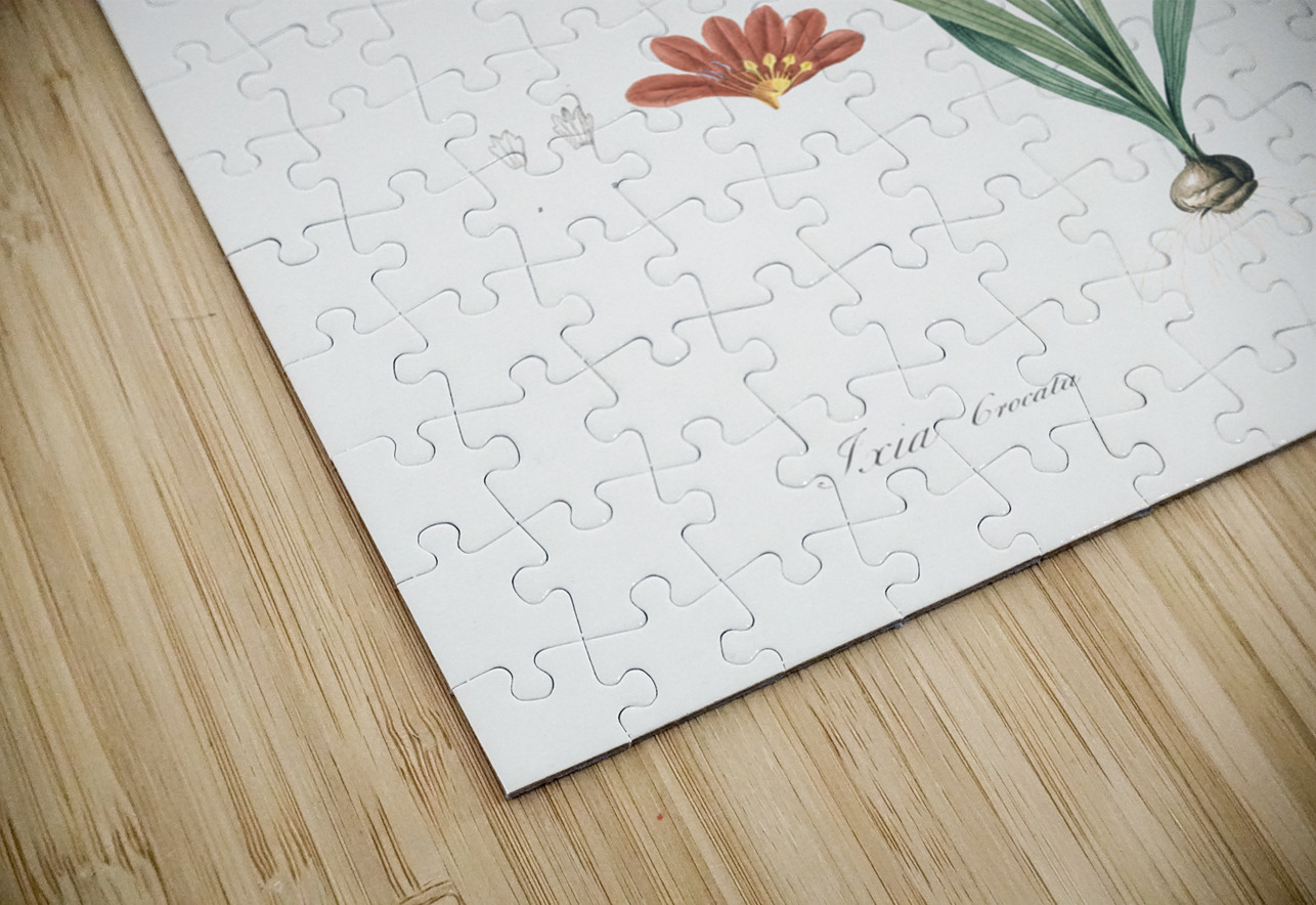 Mossel bay tritonia illustration  IStockHistory com Puzzle