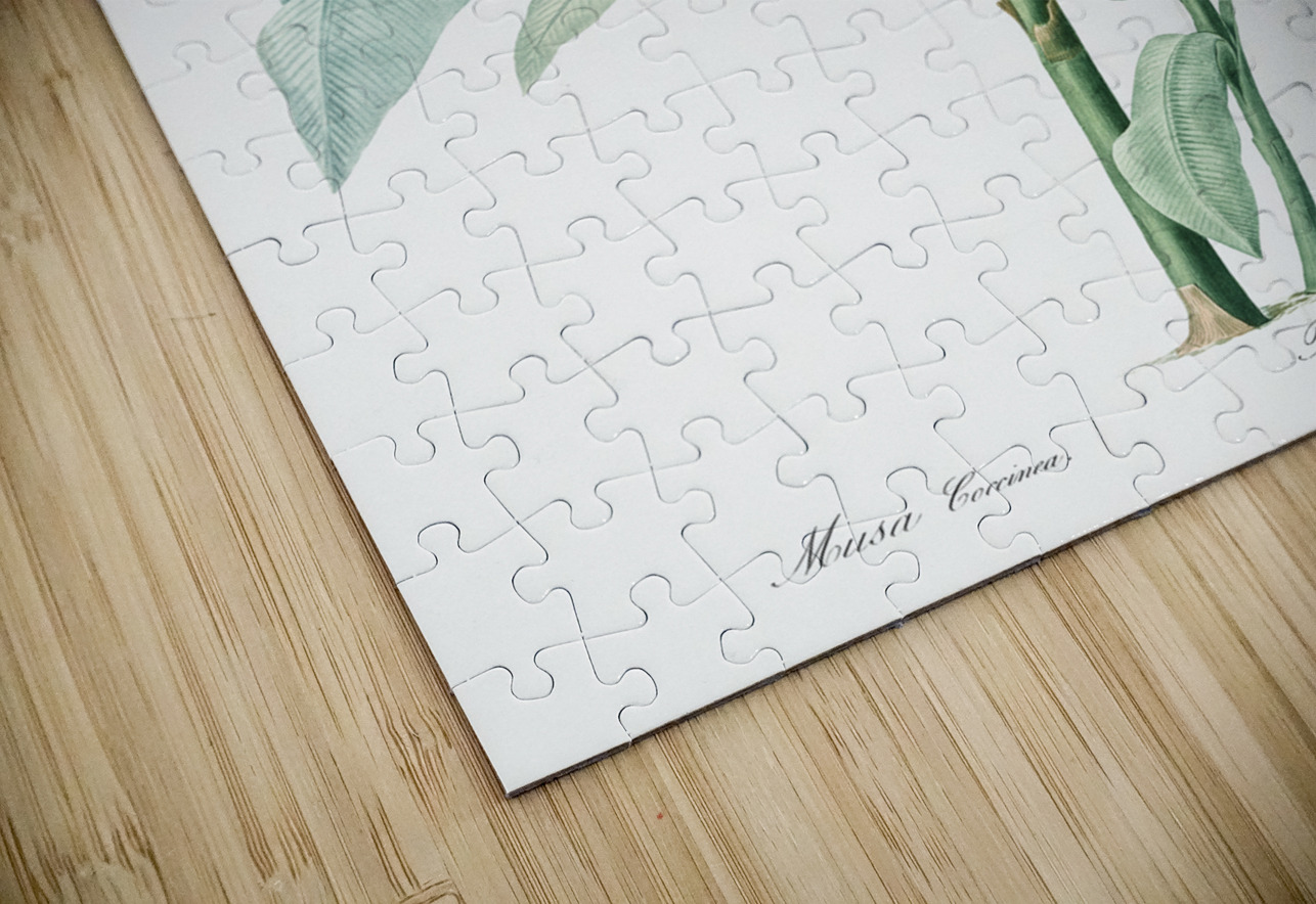 Scarlet banana illustration  IStockHistory com Puzzle