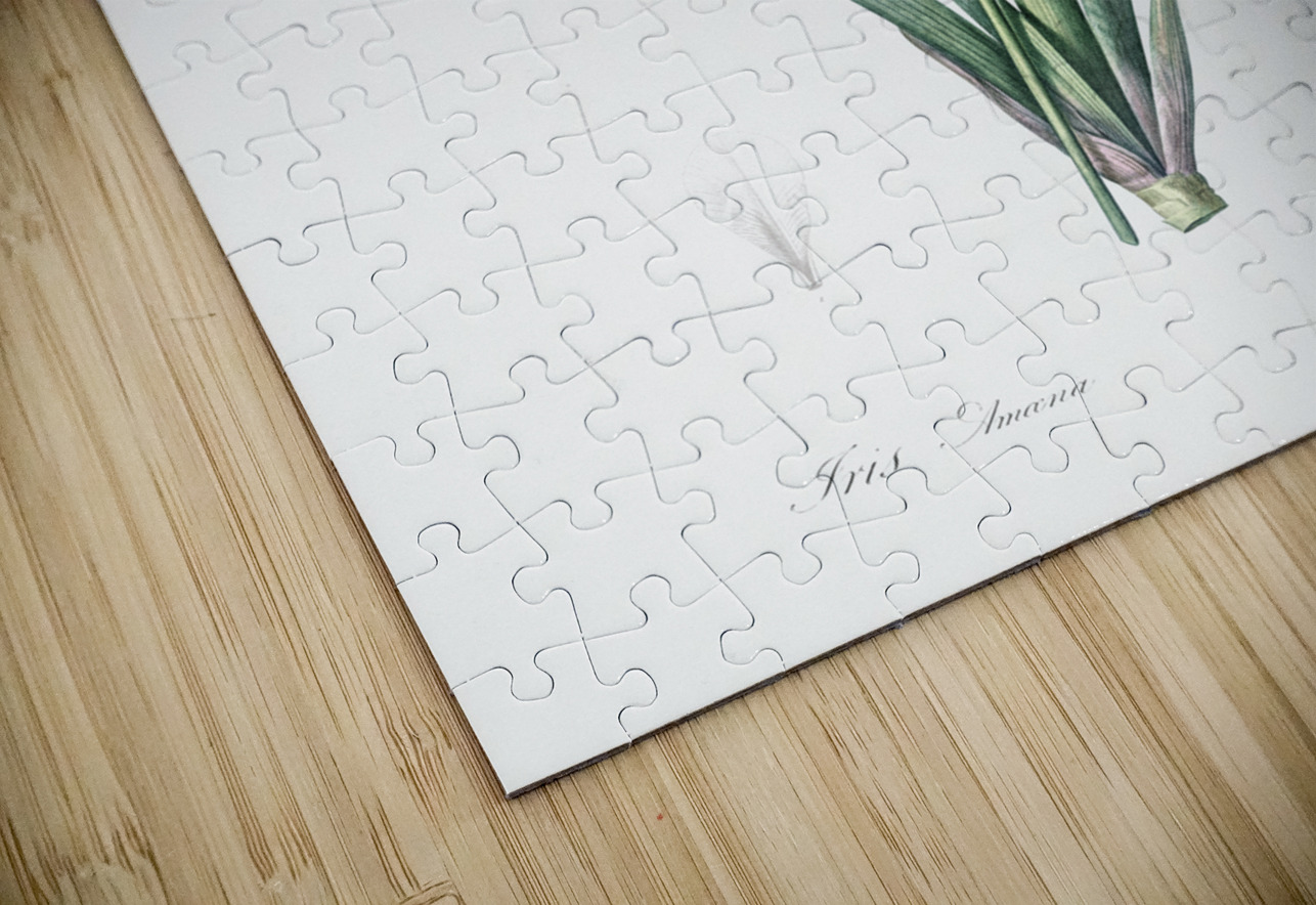 Tall bearded iris illustration  IStockHistory com Puzzle