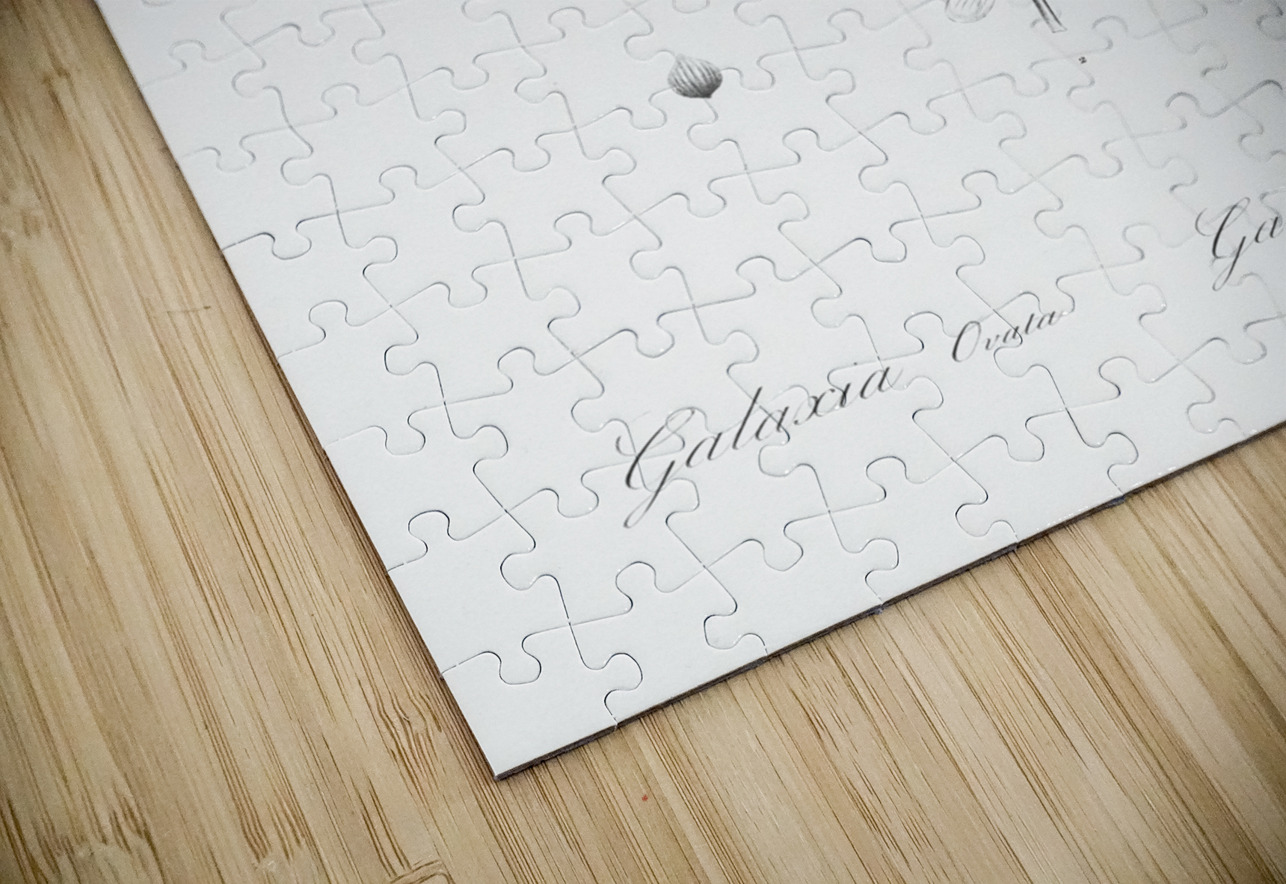 Cape tulip illustration  IStockHistory com Puzzle