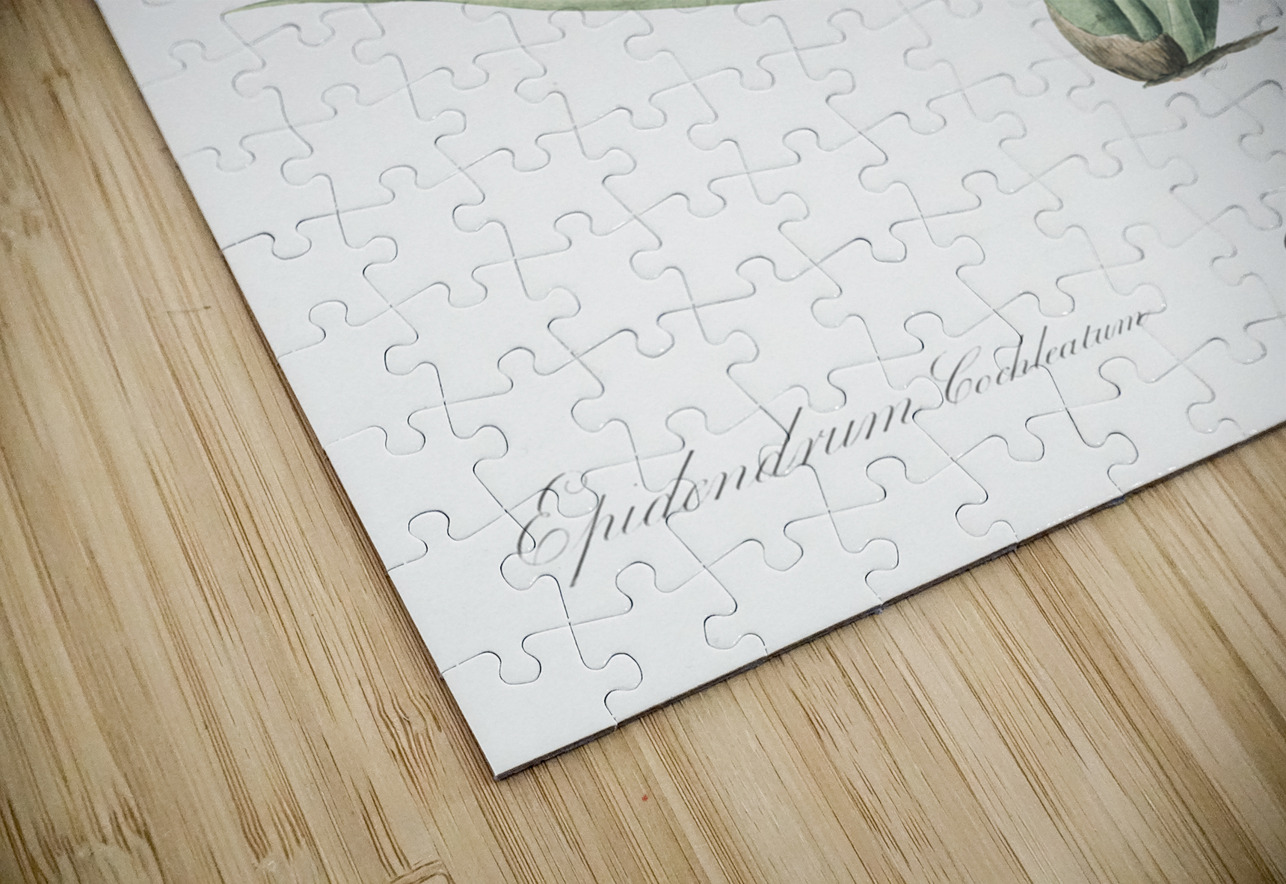 Clamshell orchid illustration  IStockHistory com Puzzle