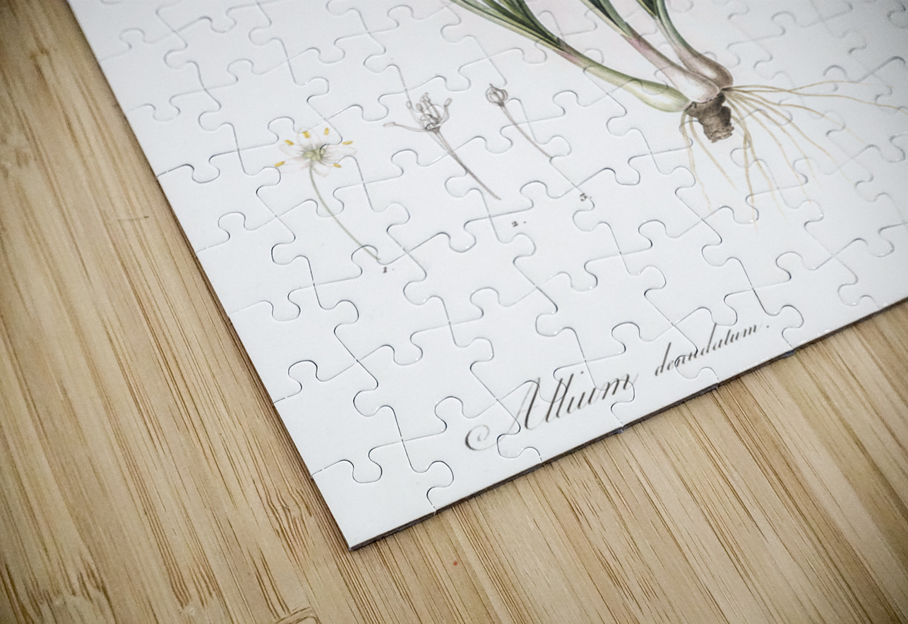Allium denudatum illustration  IStockHistory com Puzzle