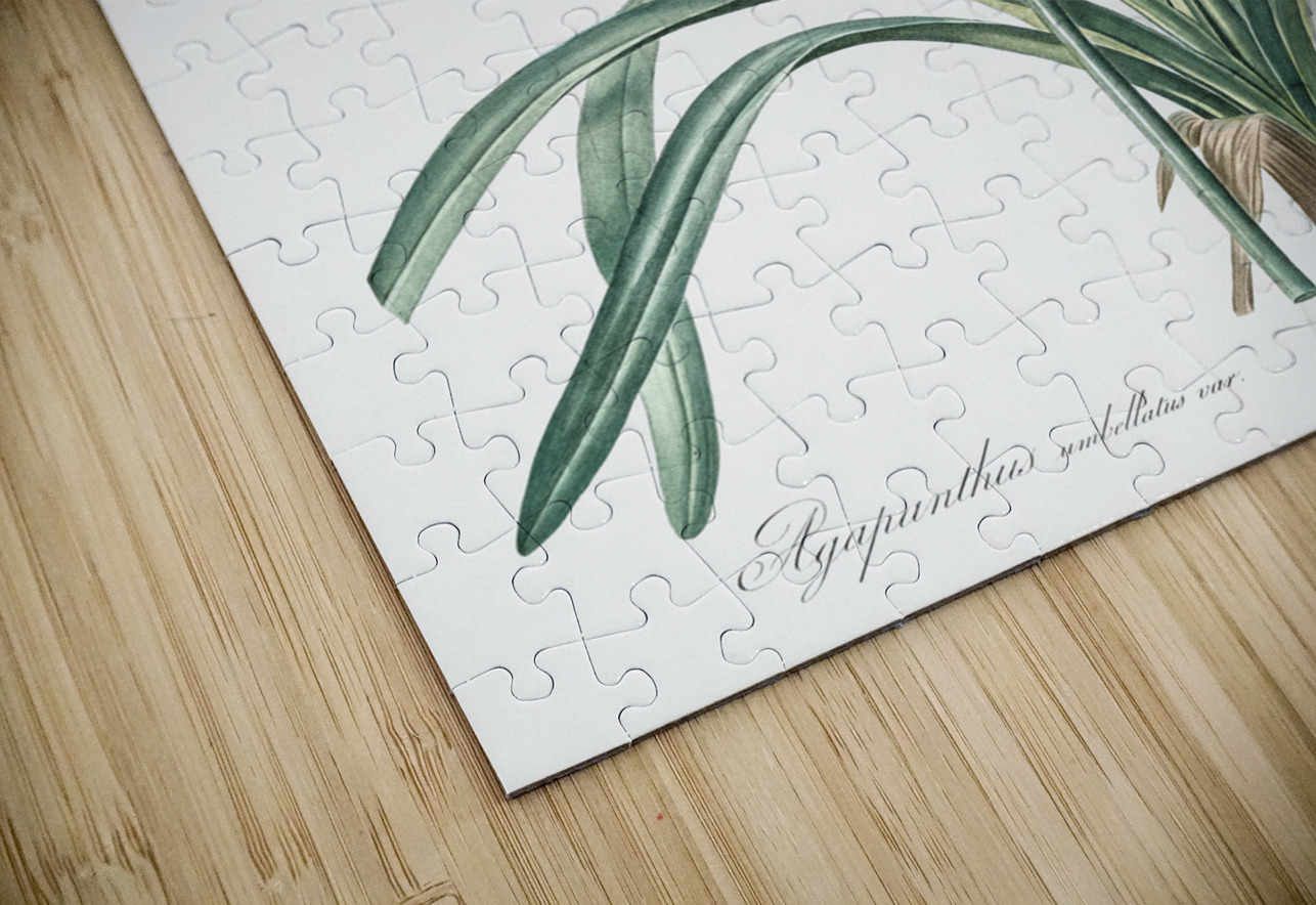 African lily illustration  IStockHistory com Puzzle