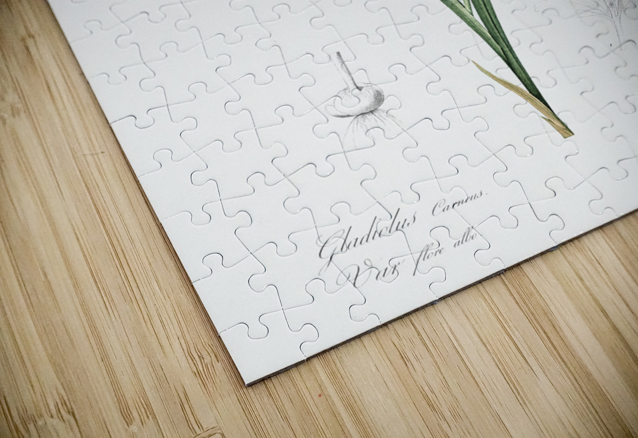 Painted lady illustration  IStockHistory com Puzzle