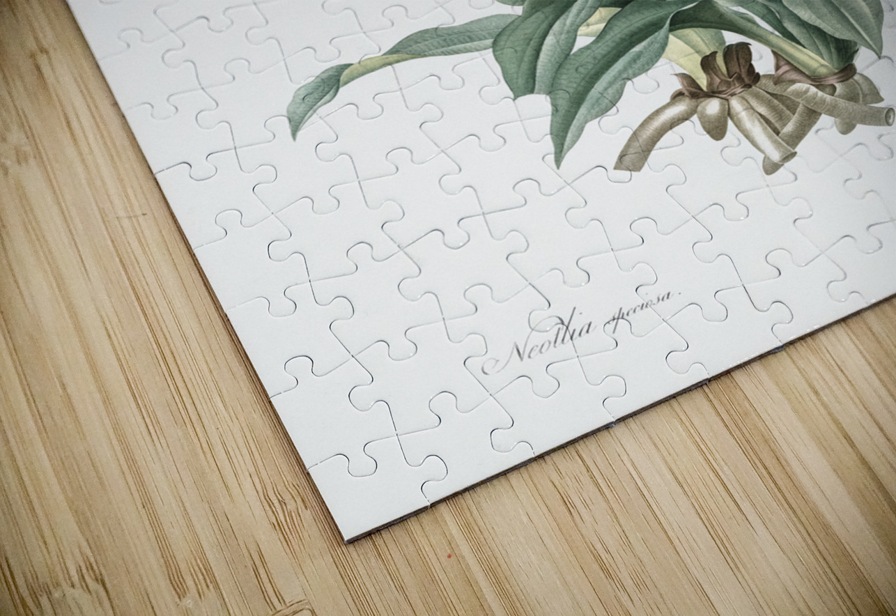 Latin American lady orchid illustration  IStockHistory com Puzzle