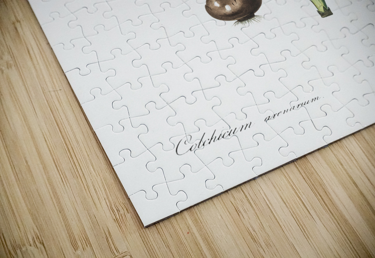 Alpine autumn crocus illustration  IStockHistory com Puzzle