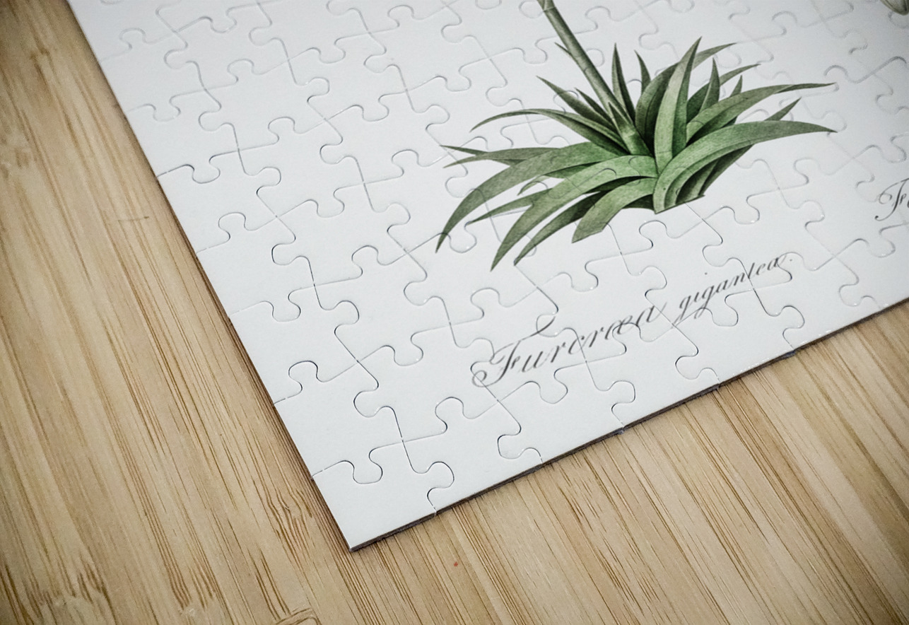 Giant cabuya illustration  IStockHistory com Puzzle