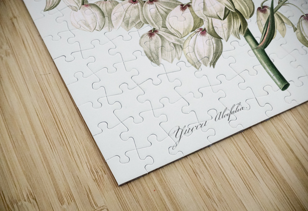 Aloe yucca illustration  IStockHistory com Puzzle