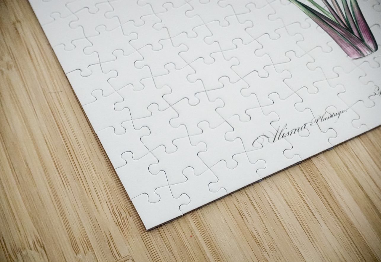 Ixia crispa illustration  IStockHistory com Puzzle