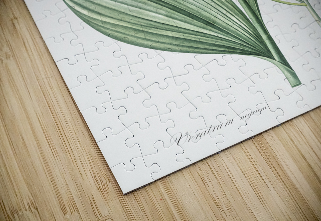 Black false hellebore illustration  IStockHistory com Puzzle