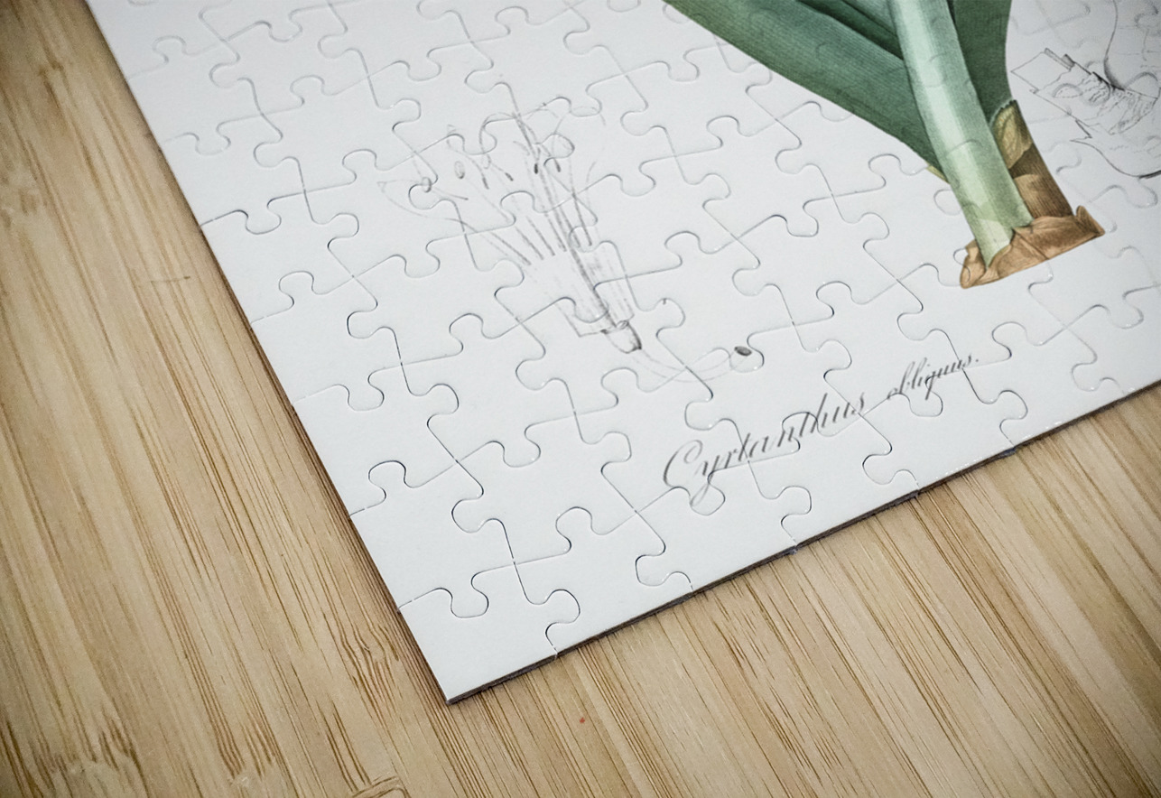 Knysna lily illustration  IStockHistory com Puzzle