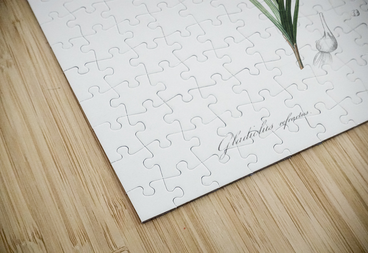 Freesia illustration  IStockHistory com Puzzle