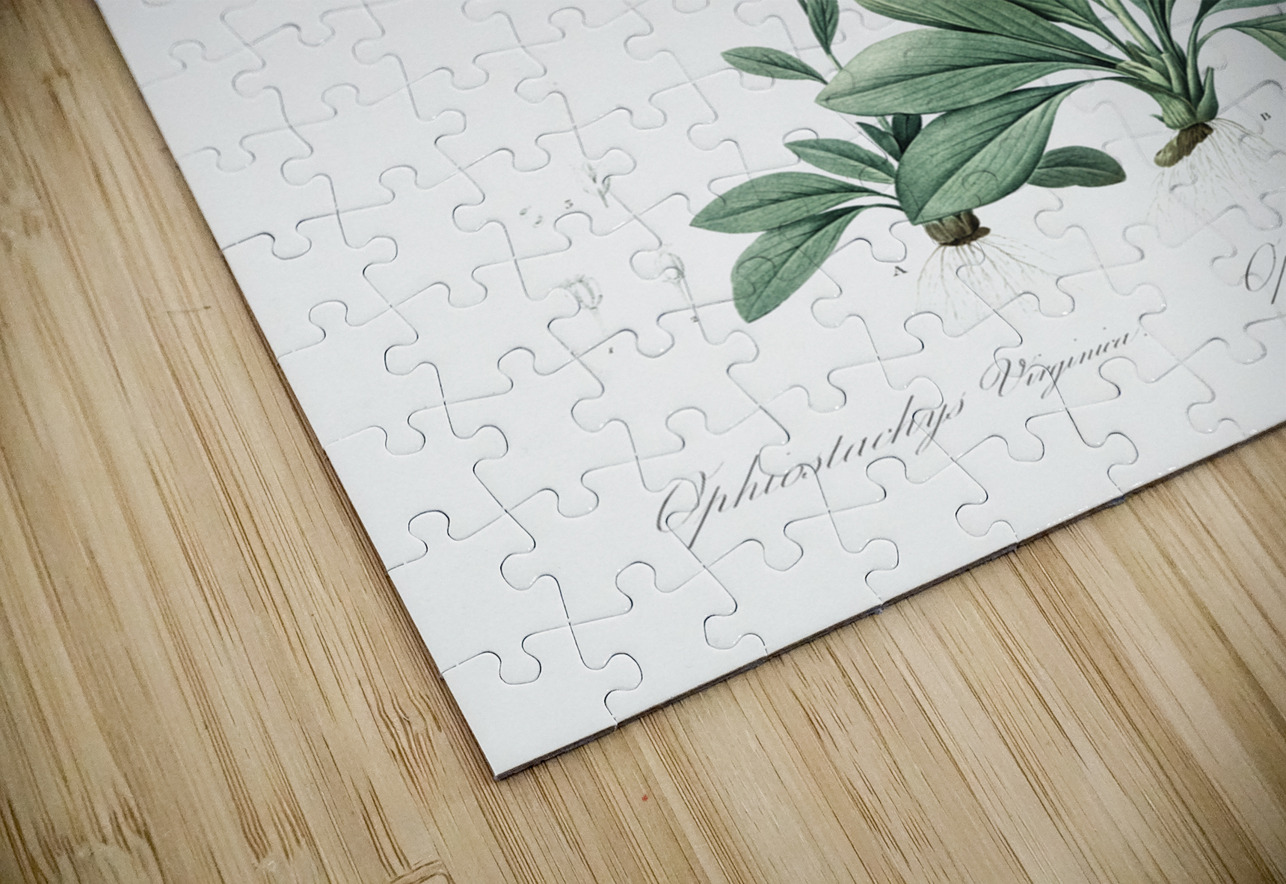 Blazing star illustration  IStockHistory com Puzzle