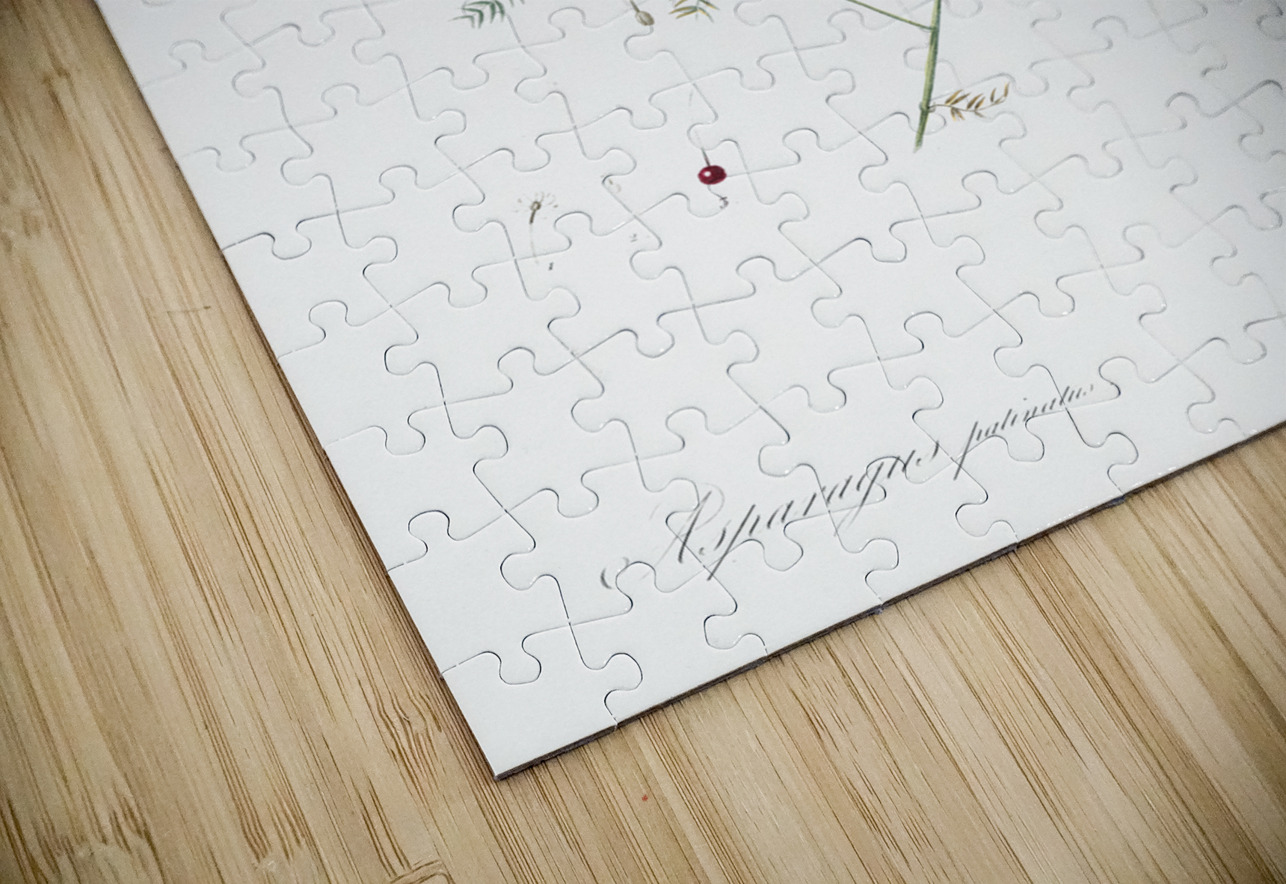 Climbing asparagus fern illustration  IStockHistory com Puzzle