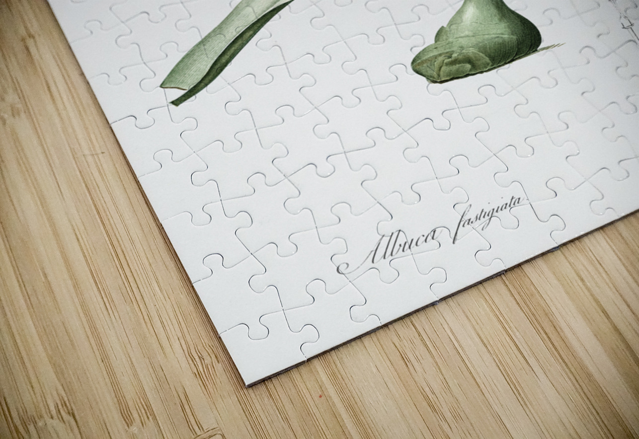 Slime lily illustration  IStockHistory com Puzzle