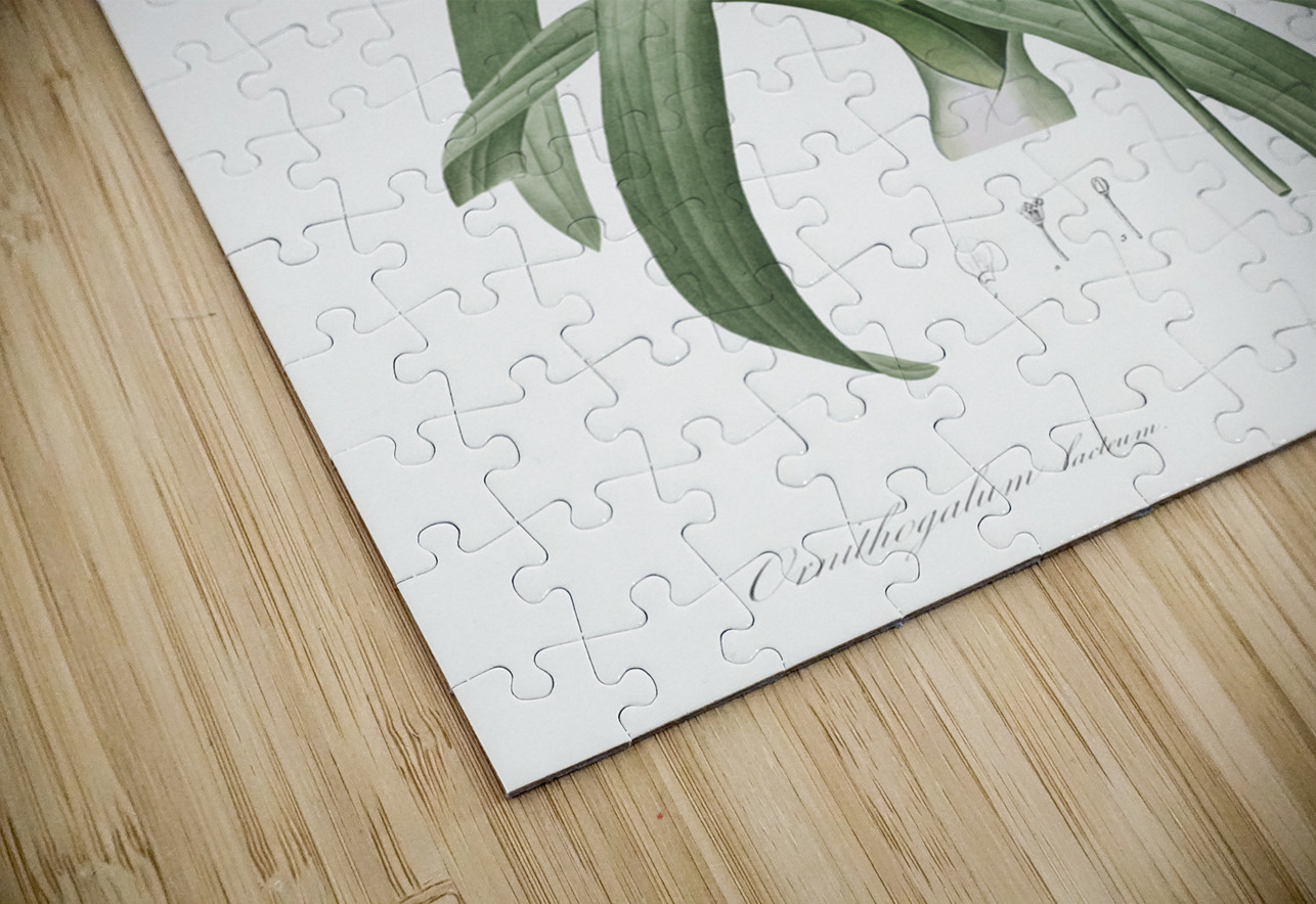 Narbonne star-of-Bethlehem illustration  IStockHistory com Puzzle