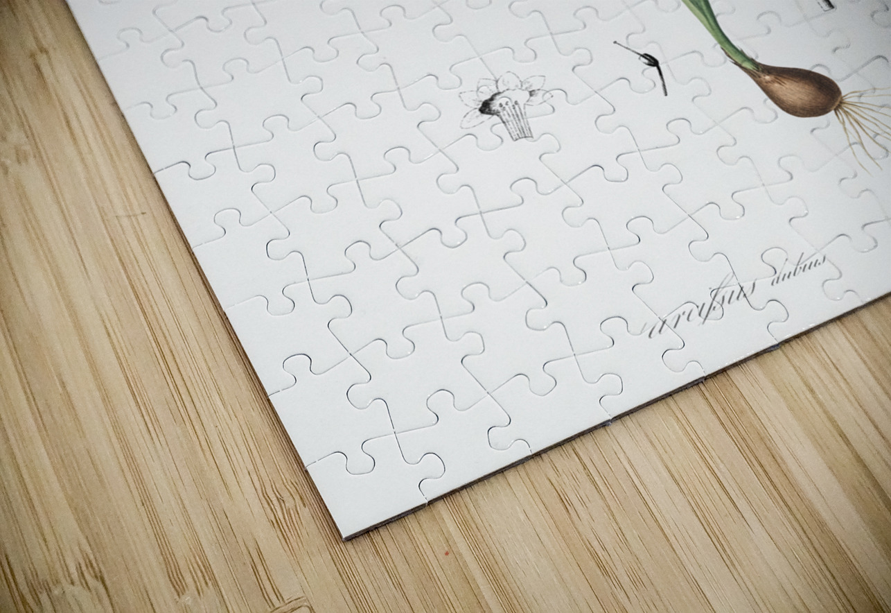 Species daffodil illustration  IStockHistory com Puzzle