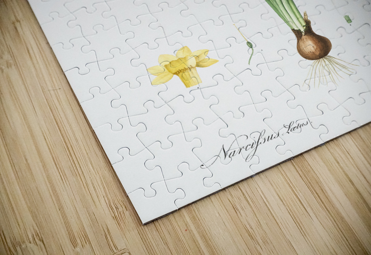 Daffodil illustration  IStockHistory com Puzzle