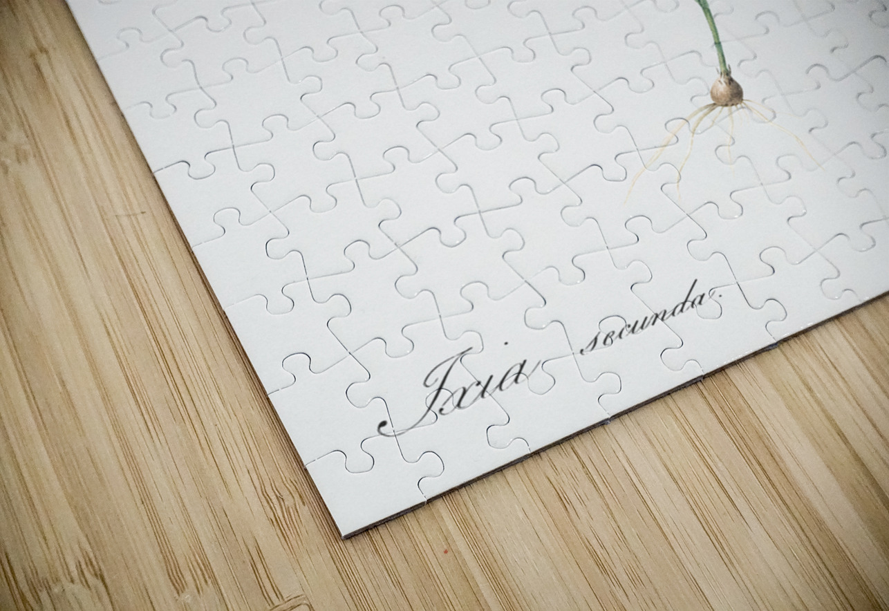 Ixia secunda illustration  IStockHistory com Puzzle