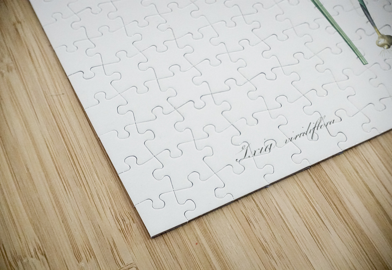 Turquoise ixia illustration  IStockHistory com Puzzle