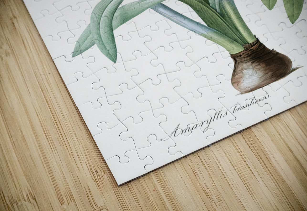 Brazilian amaryllis illustration  IStockHistory com Puzzle