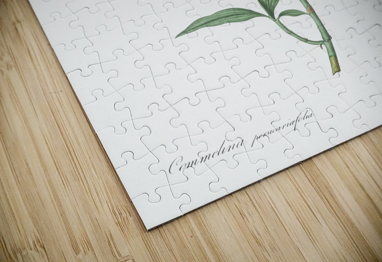 Dayflower illustration  IStockHistory com Puzzle