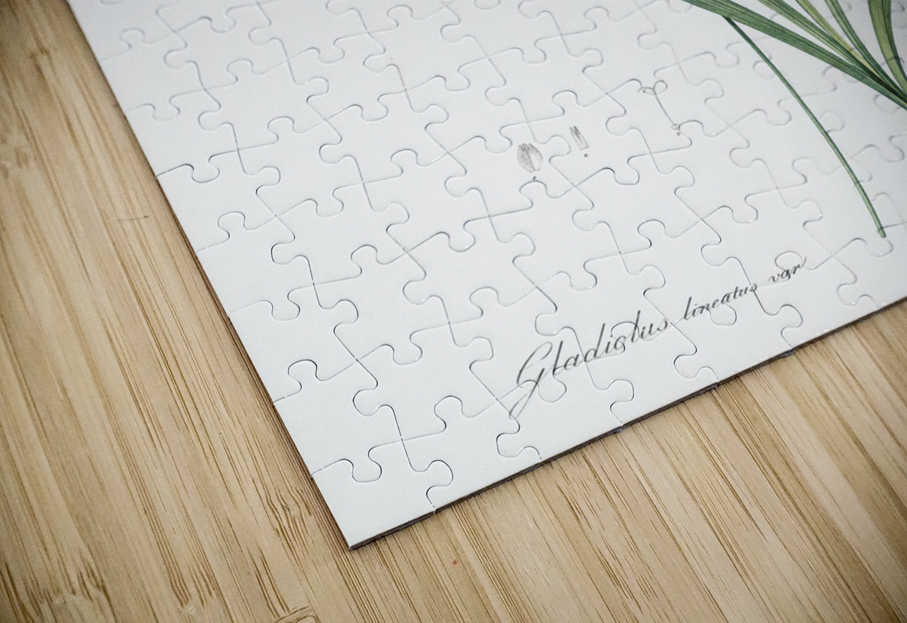 Gladiolus lineatus illustration  IStockHistory com Puzzle