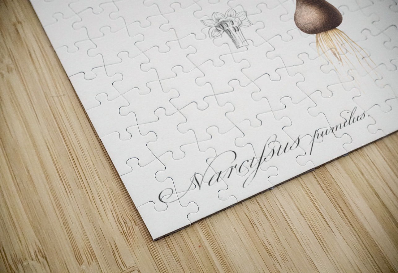 Daffodils illustration  IStockHistory com Puzzle