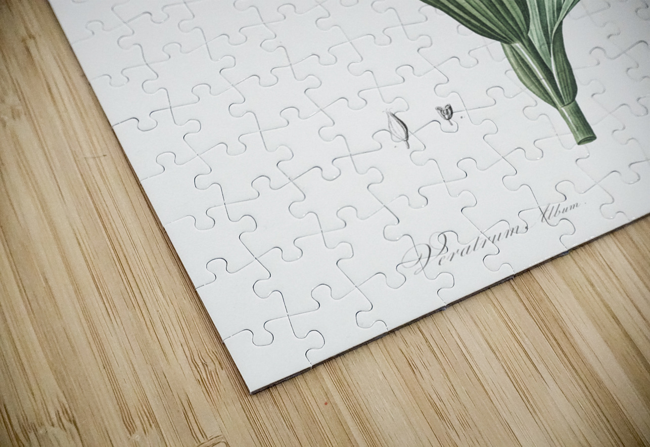 Netted-veined amaryllis illustration  IStockHistory com Puzzle