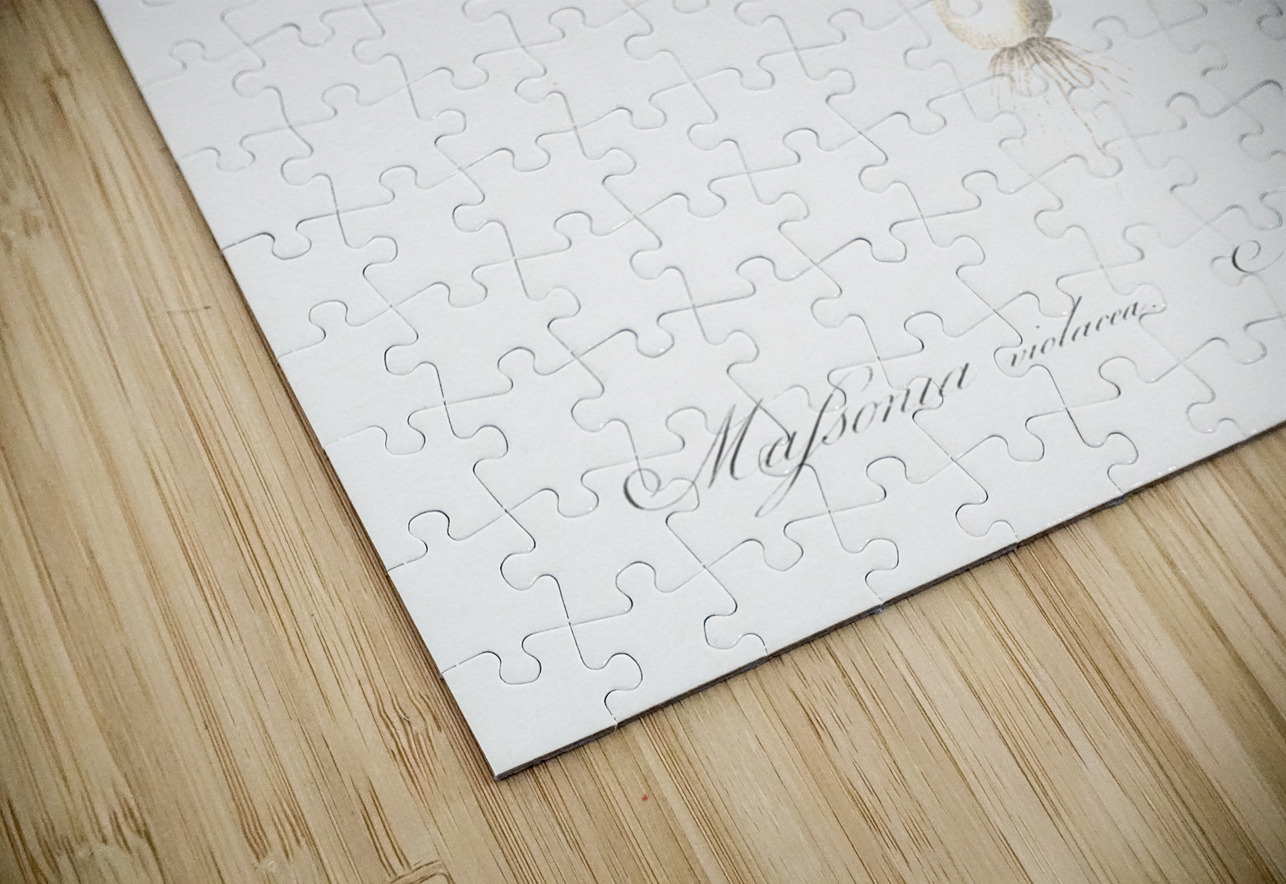 Pygmy hyacinth illustration  IStockHistory com Puzzle