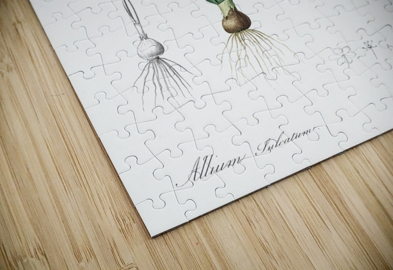 Ornamental onion illustration  IStockHistory com Puzzle