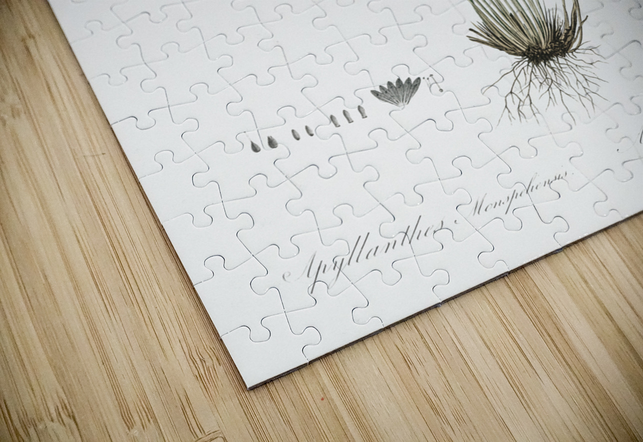 Ornamental onion illustration  IStockHistory com Puzzle