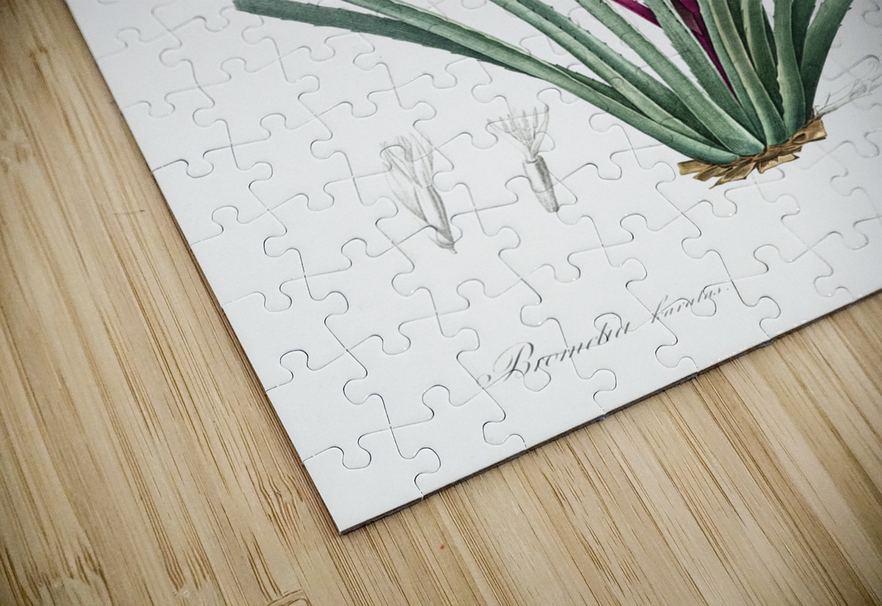 Ornamental onion illustration  IStockHistory com Puzzle