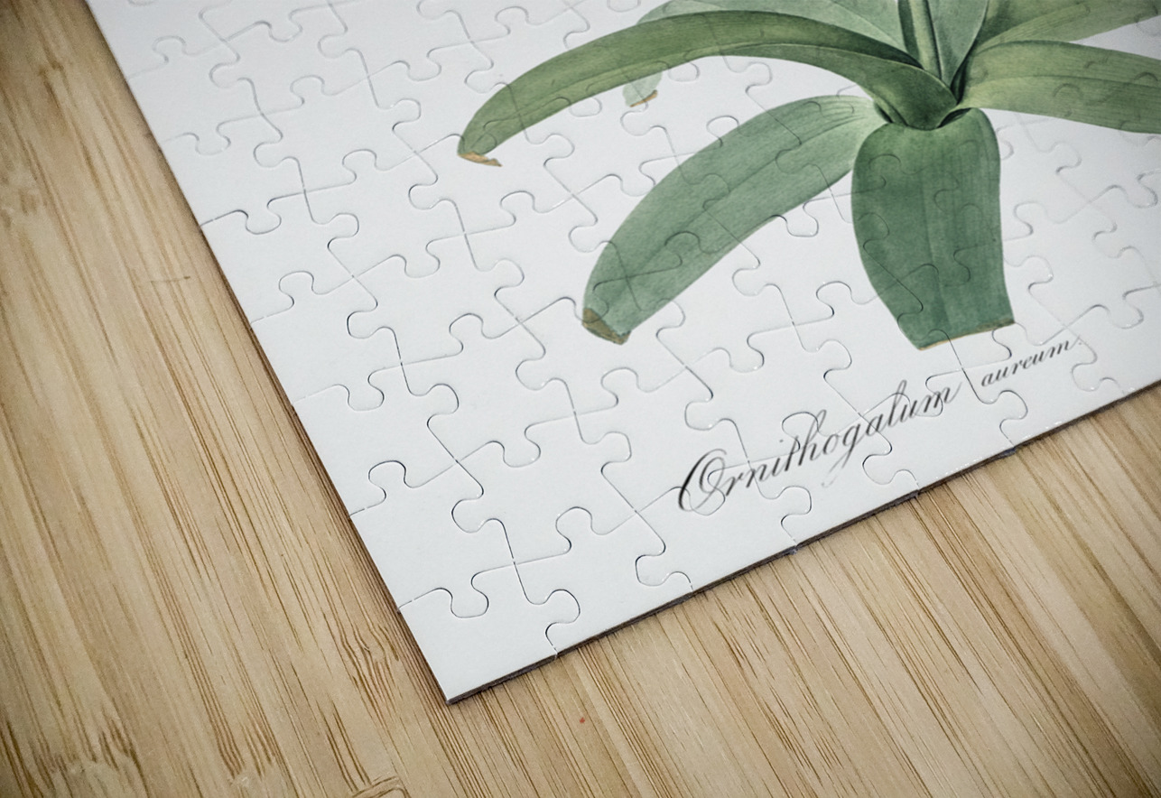 Cowslip cupped daffodil illustration  IStockHistory com Puzzle