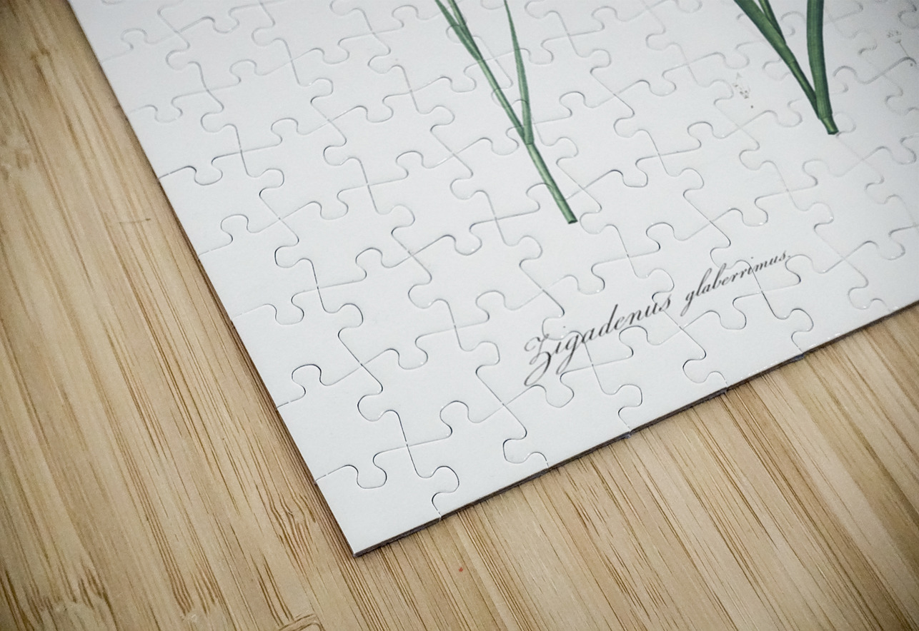 Sandbog death camas illustration  IStockHistory com Puzzle