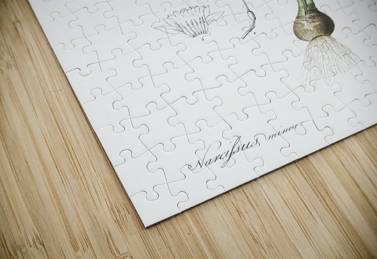 Lesser wild daffodil illustration IStockHistory com Puzzle