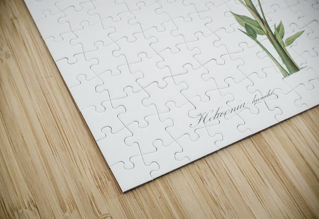 Parrot heliconia illustration  IStockHistory com Puzzle